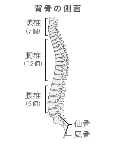 背骨の側面